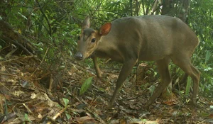 Hidden Wonders: Rare and Mysterious Wildlife Discovered via Camera Traps in Vietnam - image 5