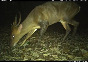 Hidden Wonders: Rare and Mysterious Wildlife Discovered via Camera Traps in Vietnam - image 0