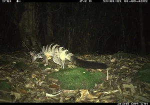 Hidden Wonders: Rare and Mysterious Wildlife Discovered via Camera Traps in Vietnam - image 8