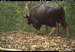 Hidden Wonders: Rare and Mysterious Wildlife Discovered via Camera Traps in Vietnam - image 6