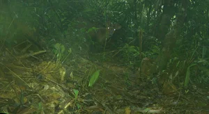 Hidden Wonders: Rare and Mysterious Wildlife Discovered via Camera Traps in Vietnam - image 10