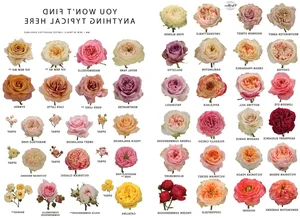 15 Surprising and Fascinating Facts About the World’s Most Beloved Flowers - image 3