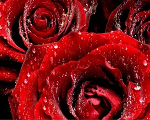 15 Surprising and Fascinating Facts About the World’s Most Beloved Flowers - image 8