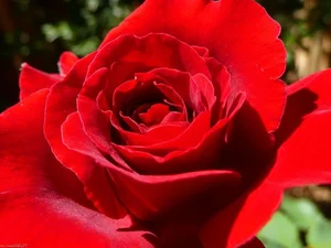15 Surprising and Fascinating Facts About the World’s Most Beloved Flowers - image 2