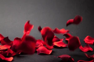 15 Surprising and Fascinating Facts About the World’s Most Beloved Flowers - image 0