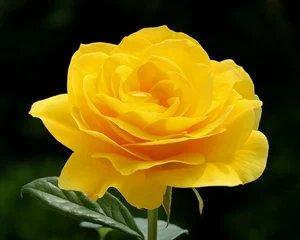 15 Surprising and Fascinating Facts About the World’s Most Beloved Flowers - image 5