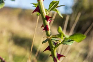 15 Surprising and Fascinating Facts About the World’s Most Beloved Flowers - image 14