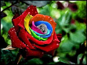 15 Surprising and Fascinating Facts About the World’s Most Beloved Flowers - image 13