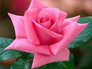 15 Surprising and Fascinating Facts About the World’s Most Beloved Flowers - image 9