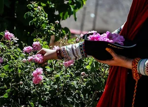 15 Surprising and Fascinating Facts About the World’s Most Beloved Flowers - image 11
