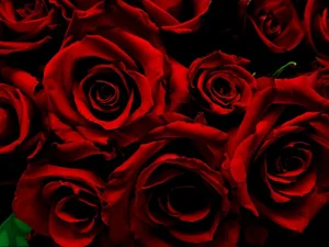 15 Surprising and Fascinating Facts About the World’s Most Beloved Flowers - image 1