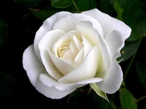 15 Surprising and Fascinating Facts About the World’s Most Beloved Flowers - image 7