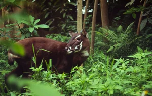 Tracing the Footsteps of the World's Most Elusive and Mysterious Wildlife - image 1