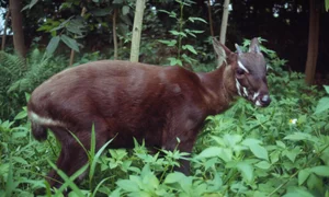 Tracing the Footsteps of the World's Most Elusive and Mysterious Wildlife - image 6