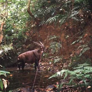 Tracing the Footsteps of the World's Most Elusive and Mysterious Wildlife - image 4