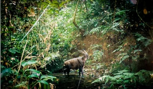 Tracing the Footsteps of the World's Most Elusive and Mysterious Wildlife - image 5