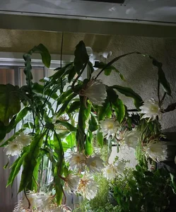 4 Indoor Plants That Bring Luck and Prosperity to Your Home - image 9
