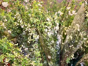 Affordable Imported Flowers Trend for Lunar New Year 2025 - image 8