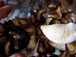 Discover the Rare Mekong Delta Fruit That Looks Like Pomelo - image 2