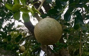 Discover the Rare Mekong Delta Fruit That Looks Like Pomelo - image 5