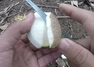 Discover the Rare Mekong Delta Fruit That Looks Like Pomelo - image 8