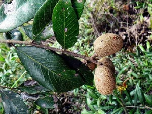 Discover the Rare Mekong Delta Fruit That Looks Like Pomelo - image 3