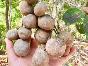 Discover the Rare Mekong Delta Fruit That Looks Like Pomelo - image 6