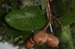 Discover the Rare Mekong Delta Fruit That Looks Like Pomelo - image 7