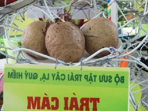 Discover the Rare Mekong Delta Fruit That Looks Like Pomelo - image 4