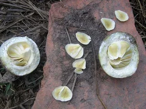 Discover the Rare Mekong Delta Fruit That Looks Like Pomelo - image 1