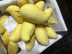 The Origin of the Fragrant Yellow Mango Trending in Vietnam - image 0
