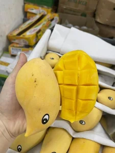 The Origin of the Fragrant Yellow Mango Trending in Vietnam - image 8