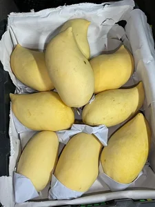 The Origin of the Fragrant Yellow Mango Trending in Vietnam - image 5