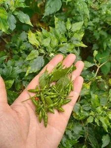 The 1 Million VND Hedge Fruit Trend Explained - image 4