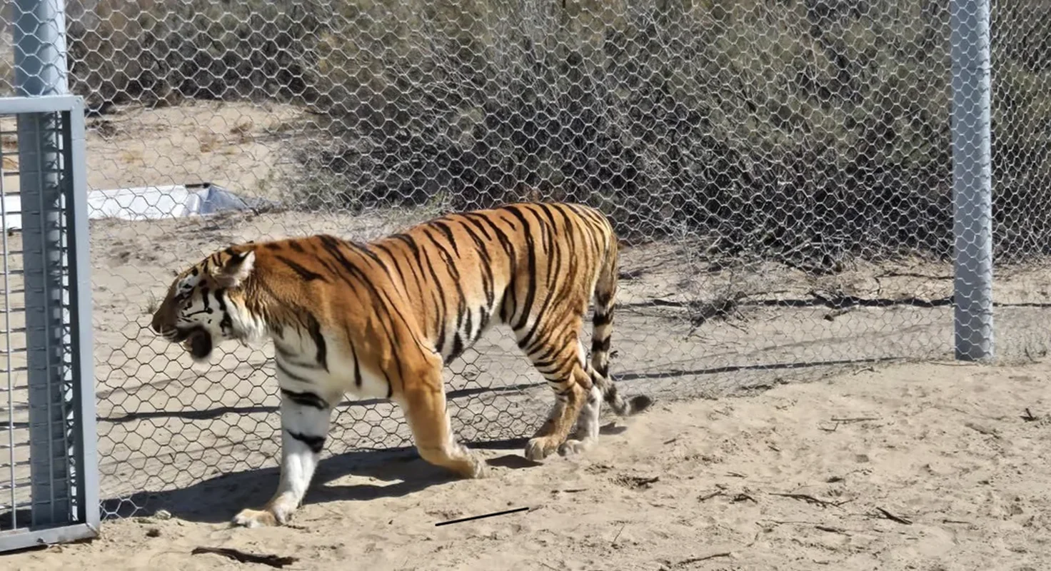 Has the Extinct Caspian Tiger Reappeared? Inside the Shocking Discovery