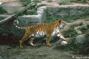 Has the Extinct Caspian Tiger Reappeared? Inside the Shocking Discovery - image 5