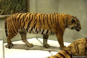 Has the Extinct Caspian Tiger Reappeared? Inside the Shocking Discovery - image 6