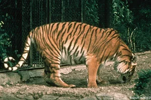 Has the Extinct Caspian Tiger Reappeared? Inside the Shocking Discovery - image 4