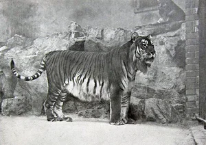 Has the Extinct Caspian Tiger Reappeared? Inside the Shocking Discovery - image 2