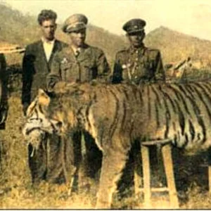 Has the Extinct Caspian Tiger Reappeared? Inside the Shocking Discovery - image 7