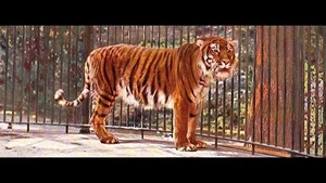 Has the Extinct Caspian Tiger Reappeared? Inside the Shocking Discovery - image 1