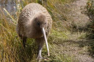 Amazing Wonders of New Zealand: A Traveler’s Dream Destination - image 8
