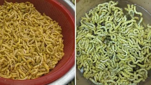 Uncovering Northwest Vietnam's Unique Culinary Delicacies: Surprising Yet Highly Nutritious Foods - image 10