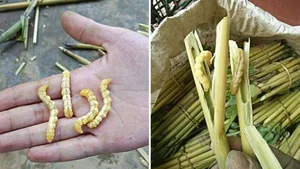 Uncovering Northwest Vietnam's Unique Culinary Delicacies: Surprising Yet Highly Nutritious Foods - image 7