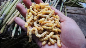 Uncovering Northwest Vietnam's Unique Culinary Delicacies: Surprising Yet Highly Nutritious Foods - image 5