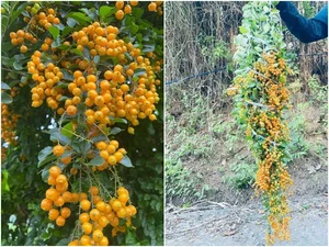 Countryside Wild Plant Becomes Trendy Home Decor Sensation for Women - image 0