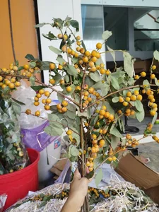 Countryside Wild Plant Becomes Trendy Home Decor Sensation for Women - image 6