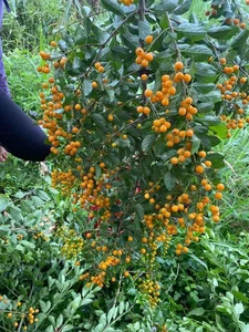 Countryside Wild Plant Becomes Trendy Home Decor Sensation for Women - image 2