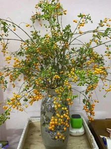 Countryside Wild Plant Becomes Trendy Home Decor Sensation for Women - image 3