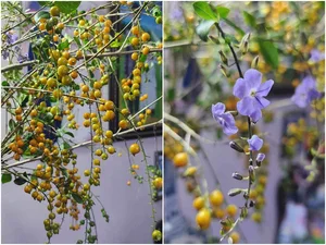 Countryside Wild Plant Becomes Trendy Home Decor Sensation for Women - image 1